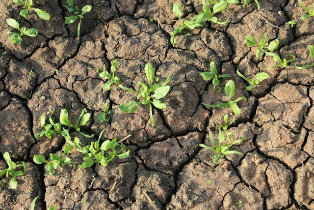Campo agrícola al atardecer, Agrosol del Pacífico en Culiacán, Sinaloa